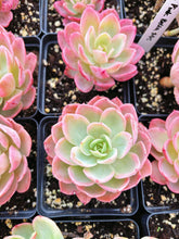 Load image into Gallery viewer, Echeveria Variegated Pink Bella - April Farm/Rare Succulent