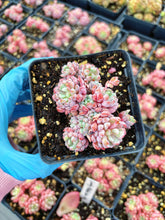 Load image into Gallery viewer, Echeveria Chrissy N Ryan - April Farm/Rare Succulent