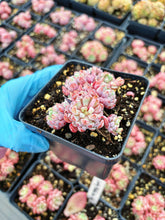 Load image into Gallery viewer, Echeveria Chrissy N Ryan - April Farm/Rare Succulent