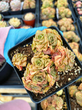 Load image into Gallery viewer, Echeveria Gold Flame - April Farm/Rare Succulents