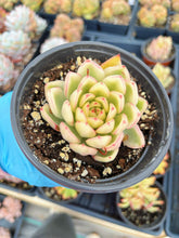 Load image into Gallery viewer, Echeveria Variegated Hana - April Farm/Rare Succulent