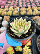 Load image into Gallery viewer, Echeveria Variegated Hana - April Farm/Rare Succulent