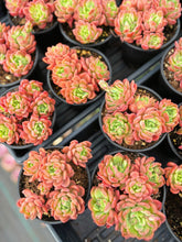 Load image into Gallery viewer, Echeveria Da Vinci - April Farm/Rare Succulent