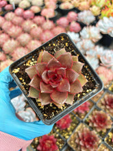 Load image into Gallery viewer, Echeveria Hanaikada - April Farm/Rare Succulent