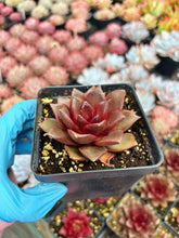 Load image into Gallery viewer, Echeveria Hanaikada - April Farm/Rare Succulent