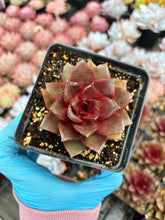 Load image into Gallery viewer, Echeveria Hanaikada - April Farm/Rare Succulent