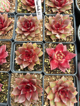 Load image into Gallery viewer, Echeveria Hanaikada - April Farm/Rare Succulent
