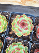 Load image into Gallery viewer, Echeveria Chungking Express - April Farm/Rare Succulent