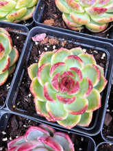 Load image into Gallery viewer, Echeveria Chungking Express - April Farm/Rare Succulent