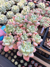 Load image into Gallery viewer, Graptosedum miul - April Farm/Rare Succulents