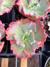 Load image into Gallery viewer, Echeveria Mystic Frills - April Farm/Rare Succulent