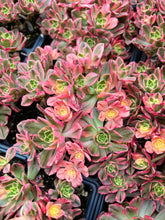Load image into Gallery viewer, Aeonium Cream Tea/Sweet Tea - April Farm/Rare Succulents