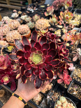 Load image into Gallery viewer, Aeonium Eucarie Cluster (1) - April Farm/Rare Succulent