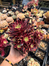 Load image into Gallery viewer, Aeonium Eucarie Cluster (1) - April Farm/Rare Succulent