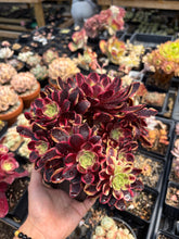 Load image into Gallery viewer, Aeonium Eucarie Cluster (1) - April Farm/Rare Succulent