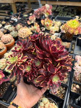 Load image into Gallery viewer, Aeonium Eucarie Cluster (1) - April Farm/Rare Succulent