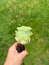 Load image into Gallery viewer, Greenovia Diplocycla ex La Gomera - 'Guarimiar Mountain Rose' - April Farm/Rare Succulents