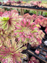 Load image into Gallery viewer, Aeonium Blushing Titan - April Farm/Rare Succulent