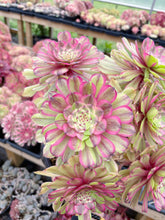 Load image into Gallery viewer, Aeonium Blushing Titan - April Farm/Rare Succulent