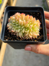Load image into Gallery viewer, Echeveria crested Lime and Chill - April Farm/Rare Succulents