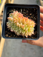 Load image into Gallery viewer, Echeveria crested Lime and Chill - April Farm/Rare Succulents