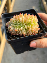 Load image into Gallery viewer, Echeveria crested Lime and Chill - April Farm/Rare Succulents