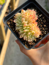 Load image into Gallery viewer, Echeveria crested Lime and Chill - April Farm/Rare Succulents
