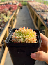 Load image into Gallery viewer, Echeveria crested Lime and Chill - April Farm/Rare Succulents