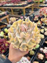 Load image into Gallery viewer, Echeveria 'Liberia' Variegated (3) - April Farm/Rare Succulent
