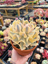 Load image into Gallery viewer, Echeveria 'Liberia' Variegated (3) - April Farm/Rare Succulent