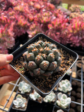 Load image into Gallery viewer, Coryphantha elephantidens var.tanshi - April Farm/Rare Succulents