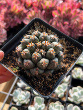 Load image into Gallery viewer, Coryphantha elephantidens var.tanshi - April Farm/Rare Succulents
