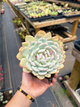Load image into Gallery viewer, Echeveria Variegated Monroe Double Heads (2) - April Farm/Rare Succulent