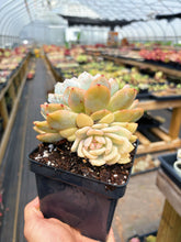 Load image into Gallery viewer, Echeveria Variegated Monroe Double Heads (2) - April Farm/Rare Succulent