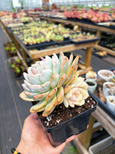 Load image into Gallery viewer, Echeveria Variegated Monroe Double Heads (2) - April Farm/Rare Succulent
