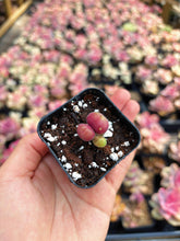 Load image into Gallery viewer, Gibbaeum pilosulum cluster (1) - April Farm/Rare Succulent