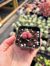 Load image into Gallery viewer, Gibbaeum pilosulum cluster (1) - April Farm/Rare Succulent