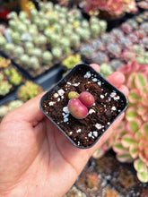 Load image into Gallery viewer, Gibbaeum pilosulum cluster (1) - April Farm/Rare Succulent