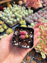 Load image into Gallery viewer, Gibbaeum pilosulum cluster (1) - April Farm/Rare Succulent