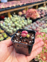 Load image into Gallery viewer, Gibbaeum pilosulum cluster (1) - April Farm/Rare Succulent