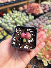 Load image into Gallery viewer, Gibbaeum pilosulum cluster (1) - April Farm/Rare Succulent