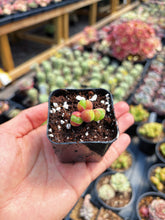 Load image into Gallery viewer, Gibbaeum pilosulum cluster (2) - April Farm/Rare Succulent