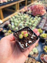 Load image into Gallery viewer, Gibbaeum pilosulum cluster (2) - April Farm/Rare Succulent