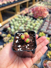 Load image into Gallery viewer, Gibbaeum pilosulum cluster (2) - April Farm/Rare Succulent