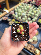 Load image into Gallery viewer, Gibbaeum pilosulum cluster (2) - April Farm/Rare Succulent