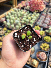 Load image into Gallery viewer, Gibbaeum pilosulum cluster (3) - April Farm/Rare Succulent