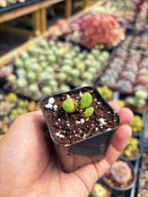 Load image into Gallery viewer, Gibbaeum pilosulum cluster (3) - April Farm/Rare Succulent