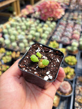 Load image into Gallery viewer, Gibbaeum pilosulum cluster (3) - April Farm/Rare Succulent