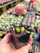 Load image into Gallery viewer, Gibbaeum pilosulum cluster (3) - April Farm/Rare Succulent