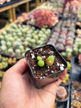 Load image into Gallery viewer, Gibbaeum pilosulum cluster (3) - April Farm/Rare Succulent
